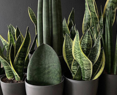 6 Amuletos de plantas que trazem sorte para sua vida